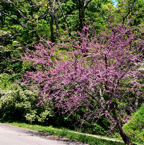{Cercis canadensis}